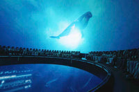 Sea World: General Admission