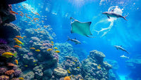 Sea World: General Admission